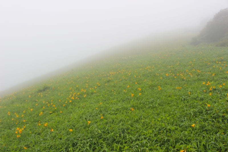霧降高原のニッコウキスゲ