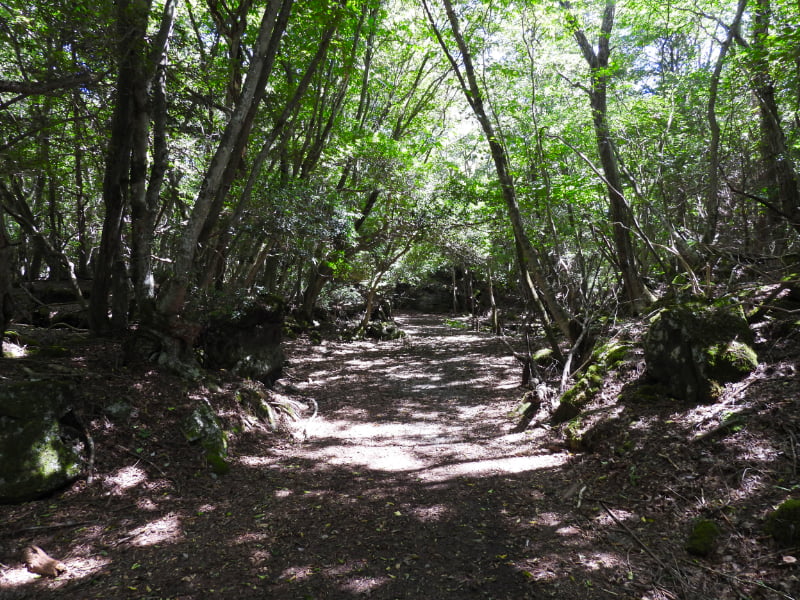 西湖野鳥の森公園・遊歩道