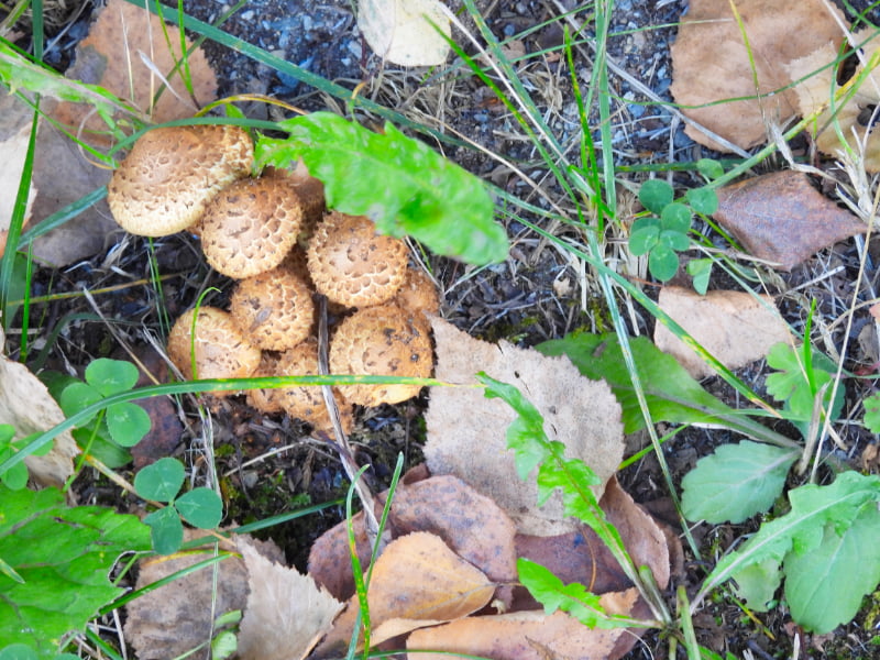 川俣湖遊歩道で見つけたキノコ