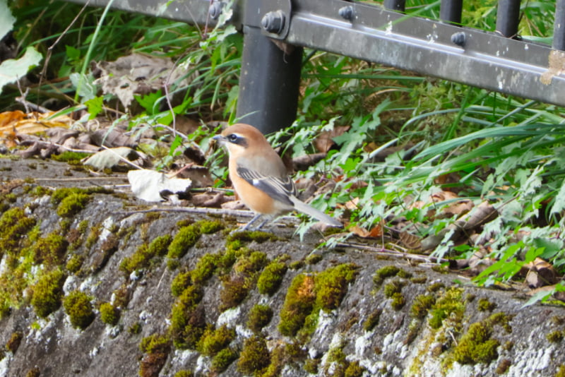 川俣湖遊歩道・モズ