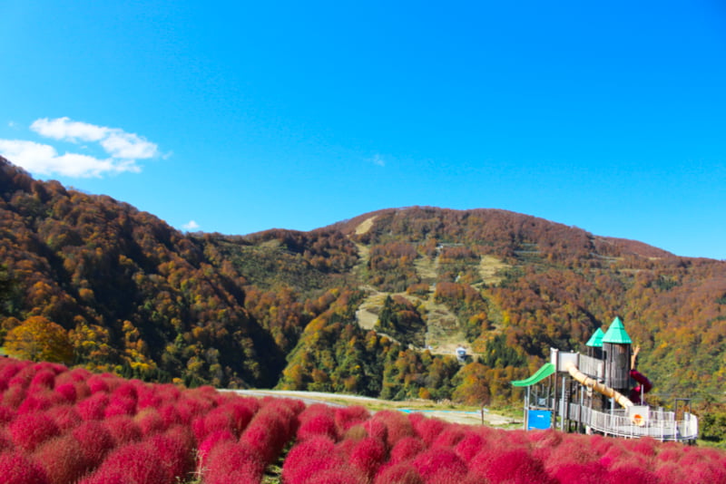 湯沢高原。真っ赤に色づいたコキアが目の前にあります